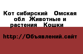 Кот сибирский - Омская обл. Животные и растения » Кошки   